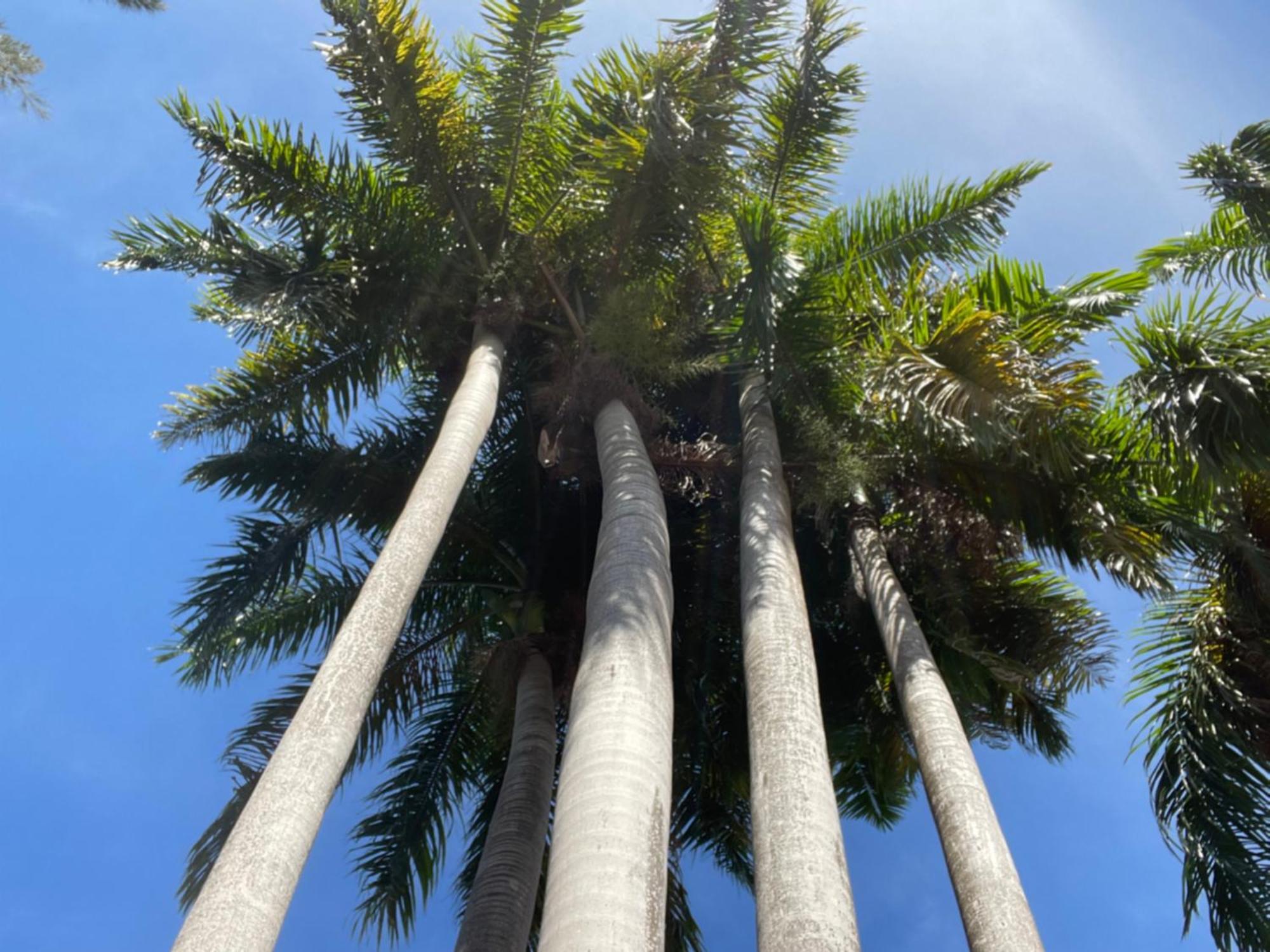 Peaceful Palms Montego Bay Hotel Exterior photo